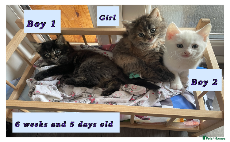 Mixed Breed cats - Advert 1