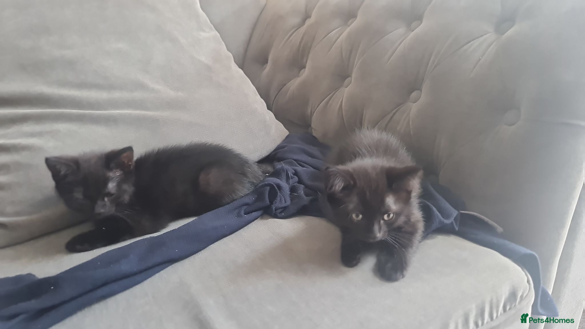 Mixed Breed cats Kittens - Advert 11
