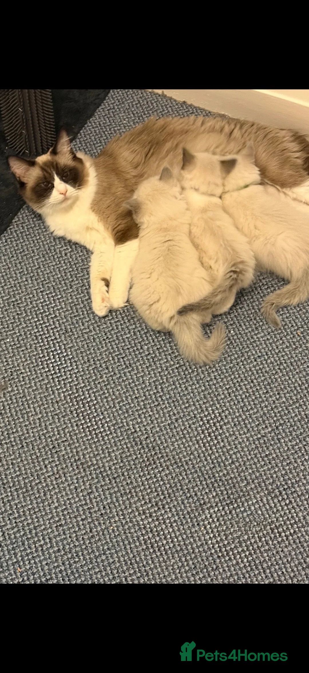 Ragdoll cats for sale: Ragdolls READY NOW  - Advert 2