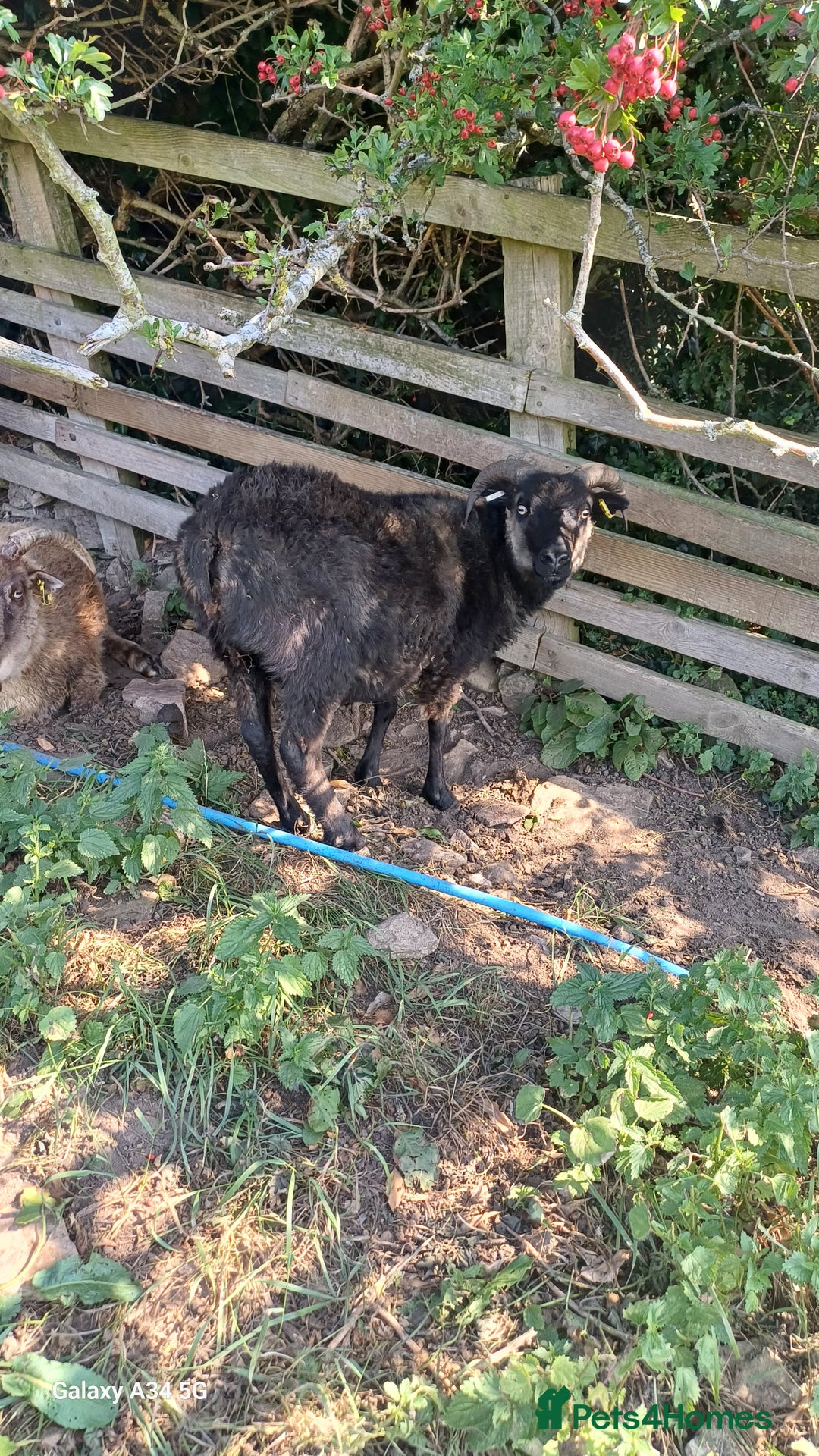 Sheep livestock for sale: Pure icelandic sheep  - Image 2