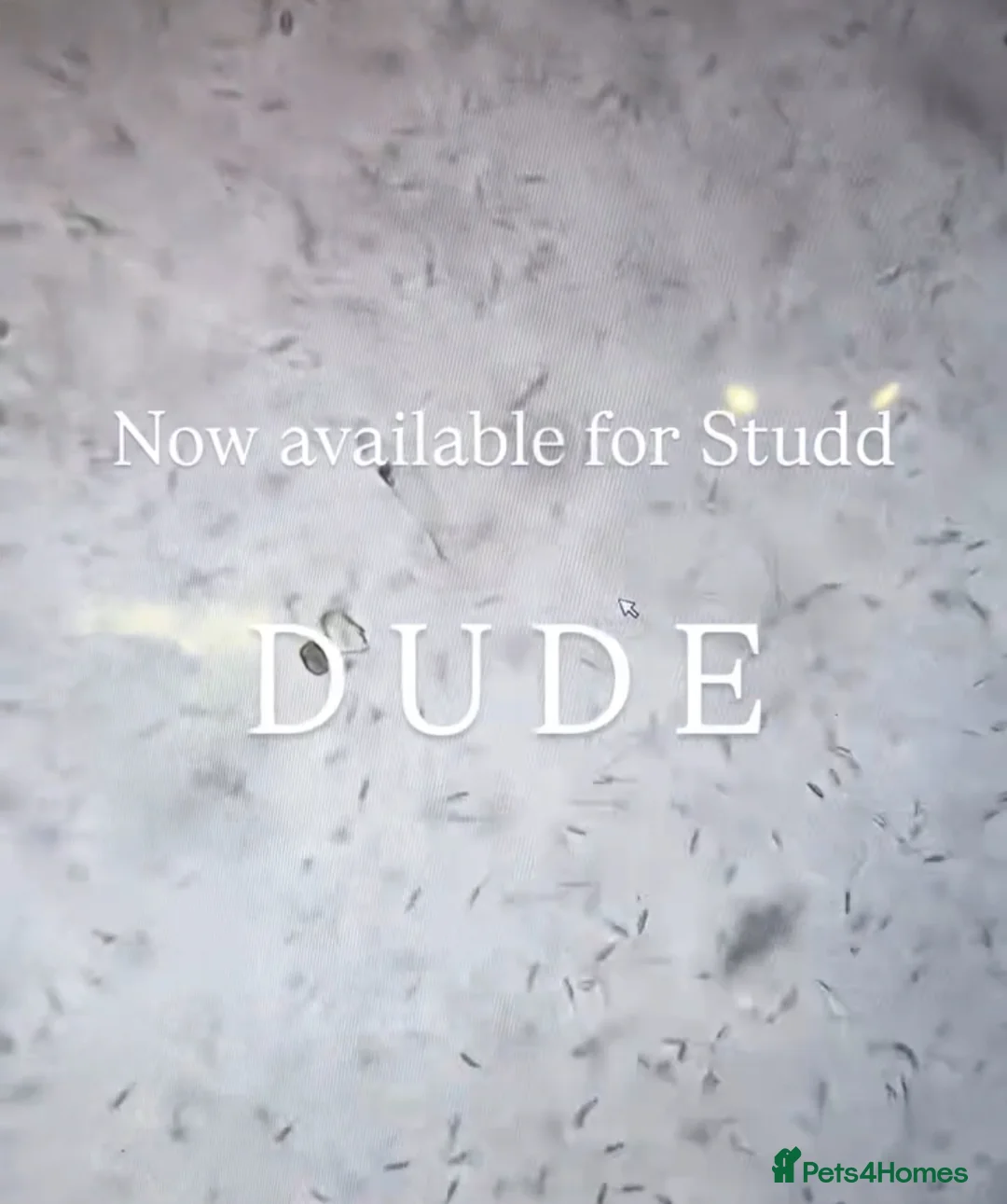 Staffordshire Bull Terrier dogs for stud: Proven Stud Dog Blue Staffordshire Bull Terrier  - Advert 6