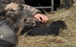 Border Terrier dogs for sale: Beautiful KC reg border terrier  - Image 3
