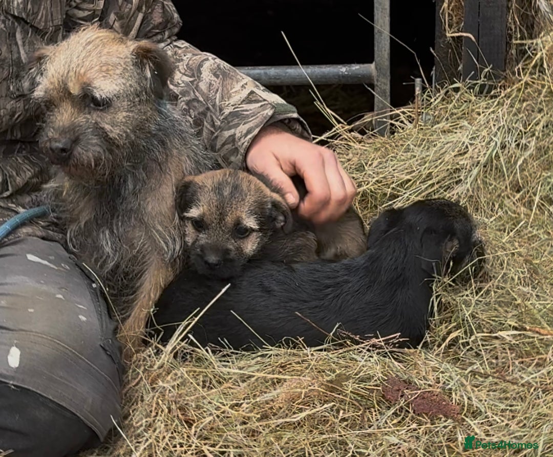 Border Terrier dogs for sale: Beautiful KC reg border terrier  - Image 3