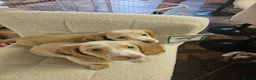 Miniature Dachshund dogs for sale: 🐾A rare pair of identical twins mini dachshunds🐾 - Advert 10