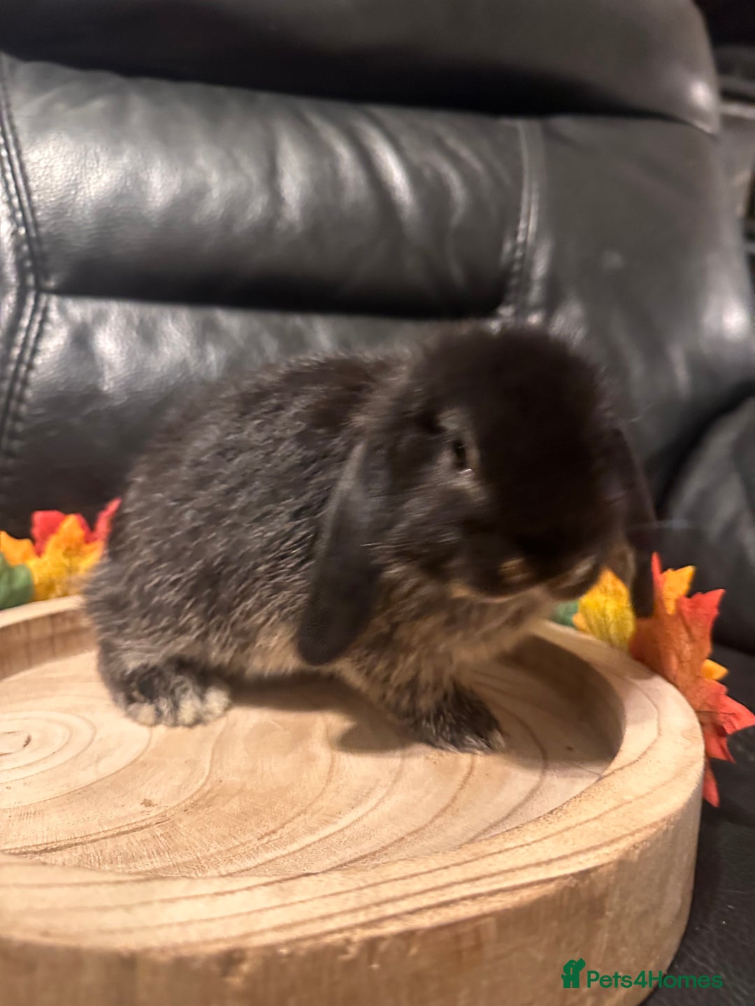 Mini Lop rabbits for sale: Baby mini lops  - Advert 4