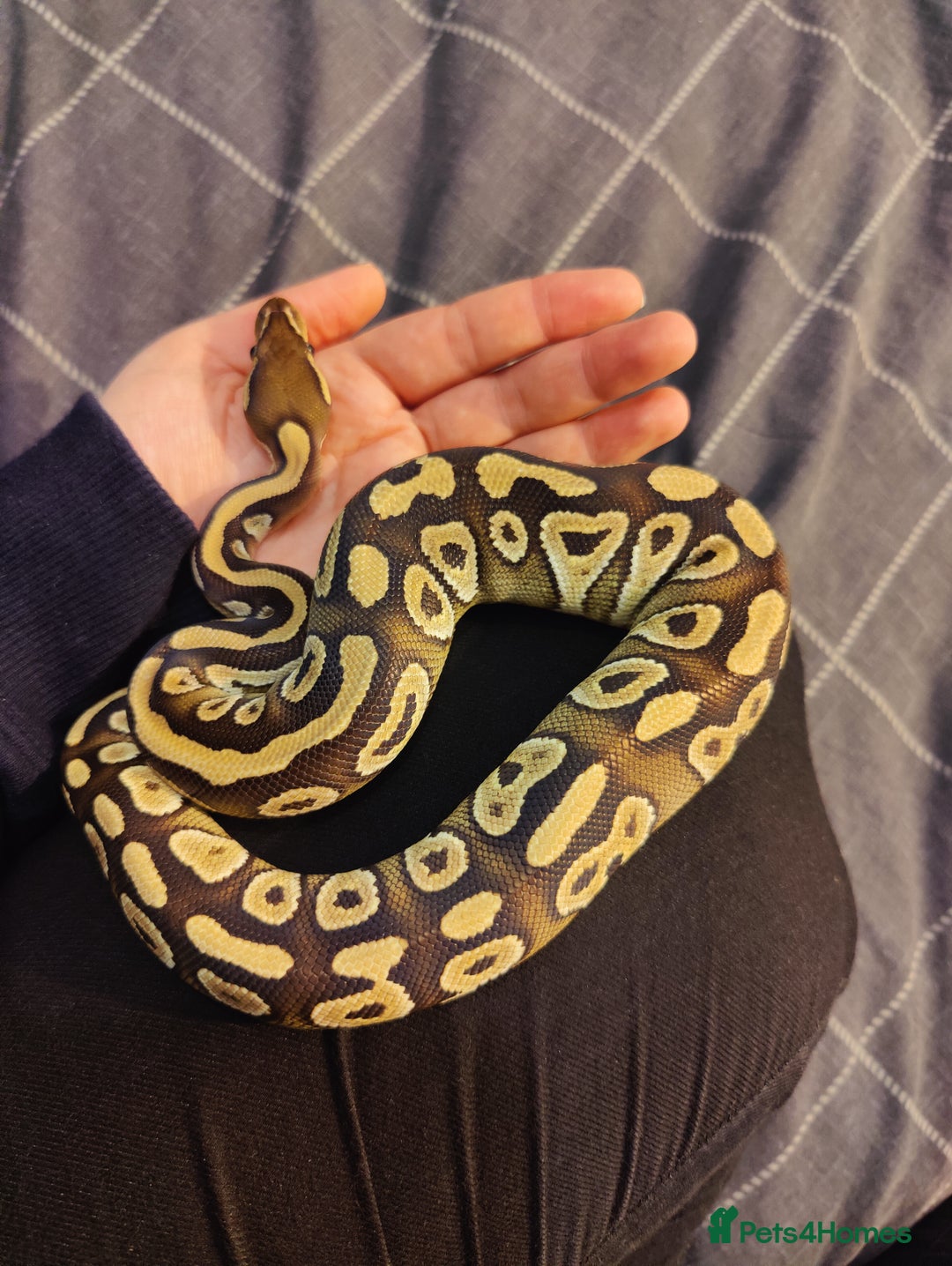 Python Snake reptiles for sale: Royal Pythons - Advert 1