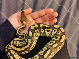 Python Snake reptiles Royal Pythons - Advert 1