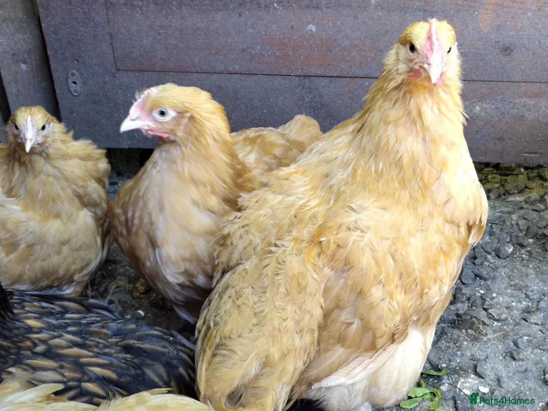 Chickens poultry for sale: Young buff Orpington cockerels for sale - Advert 1