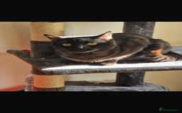 Mixed Breed cats for sale: Black cat ******  - Image 3