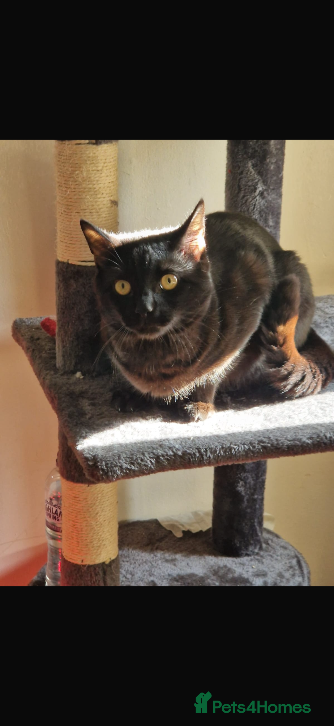Mixed Breed cats for sale: Black cat ******  - Image 3