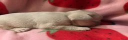 French Bulldog dogs for sale: KC French Bulldog puppies  - Advert 20