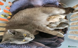 British Shorthair cats for sale: pure breed British shorthair - Image 9