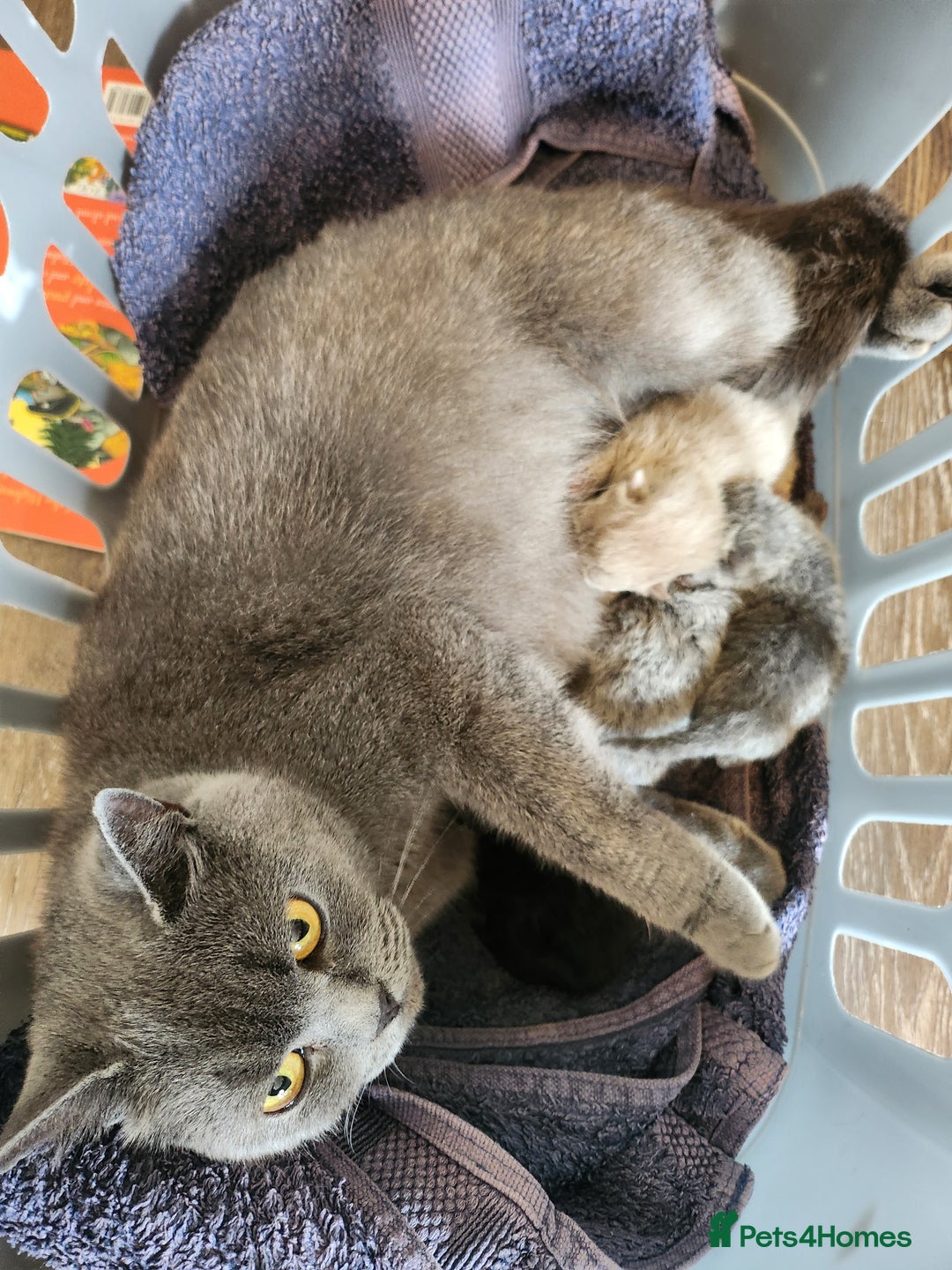 British Shorthair cats for sale: pure breed British shorthair - Image 9