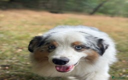 Australian Shepherd dogs for stud: Proven Blue Merle Australian Shepherd At Stud - Image 2