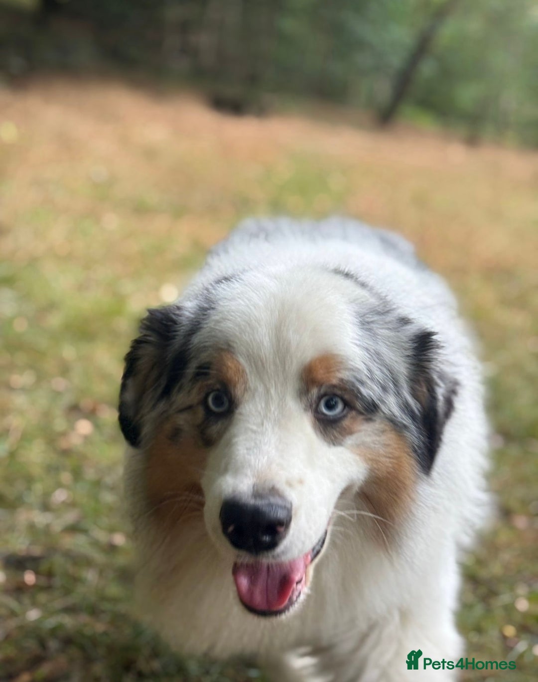 Australian Shepherd dogs for stud: Proven Blue Merle Australian Shepherd At Stud - Image 2
