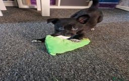 Mixed Breed dogs for sale: Border collie cross kelpie - Image 2