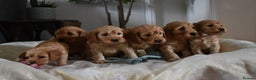 Miniature Poodle dogs for stud: KC Registered, health tested toy poodle stud dogs  in Exeter - Advert 4