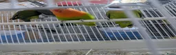 Lovebirds birds for sale: Lovebirds 🦜💚 Available | Babies & Breeding Pair - Advert 10