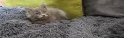 Maine Coon cats for sale: Maine coon kitten  - Advert 30
