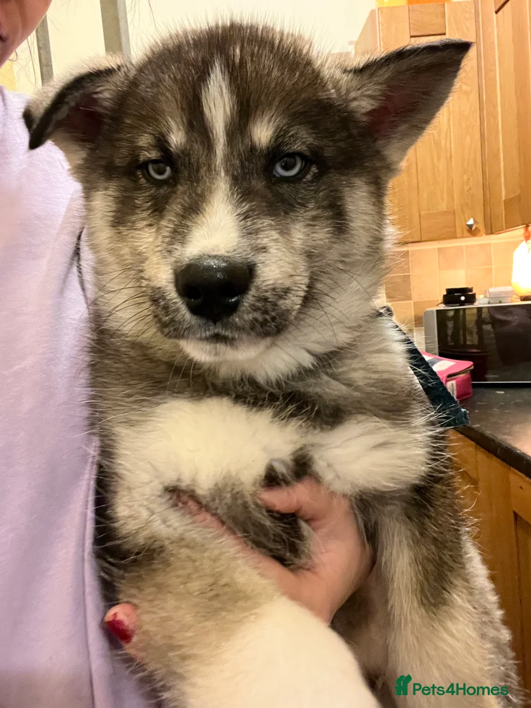 Siberian Husky dogs for sale: Blue Eyes Siberian Husky Male - Advert 1