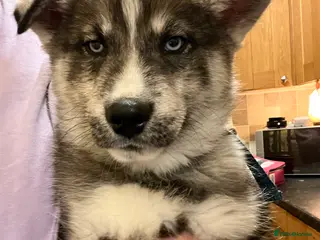 Siberian Husky dogs Blue Eyes Siberian Husky Male - Advert 15