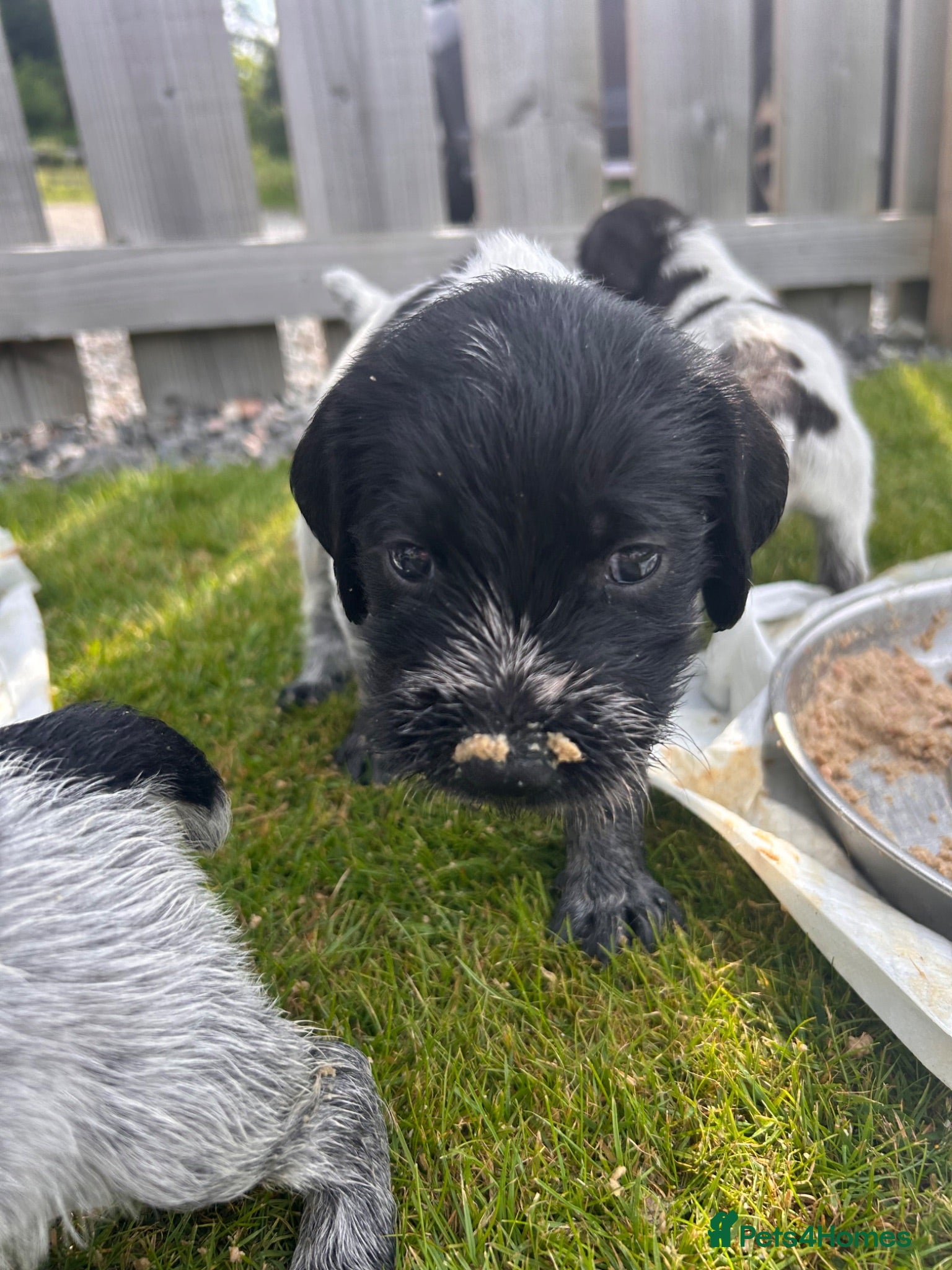 German Wirehaired Pointer dogs German Wirehaired Pointer Puppies For Sale - Advert 1