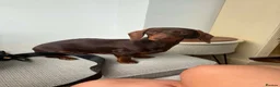 Miniature Dachshund dogs for sale: Choc tan miniature dachshund  - Advert 2