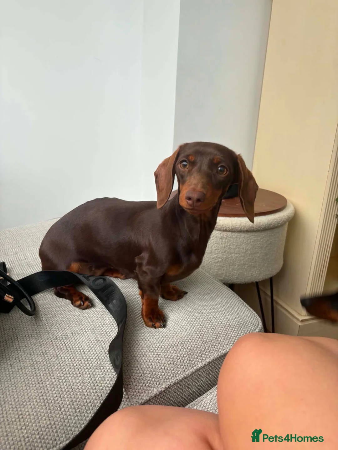 Miniature Dachshund dogs for sale: Choc tan miniature dachshund  - Advert 2
