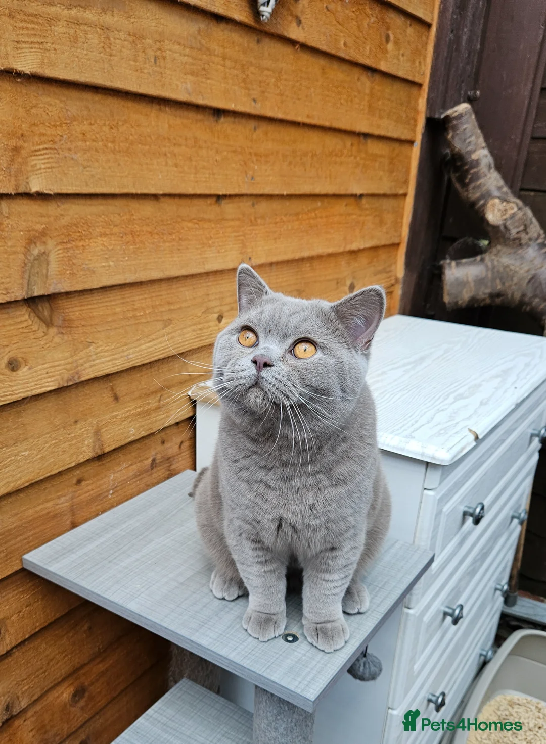 British Shorthair cats for sale: GCCF ACTIVE SALES DENTON MANCHESTER  - Advert 2