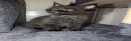 Maine Coon cats for sale: Tica registered mainecoons  - Advert 5