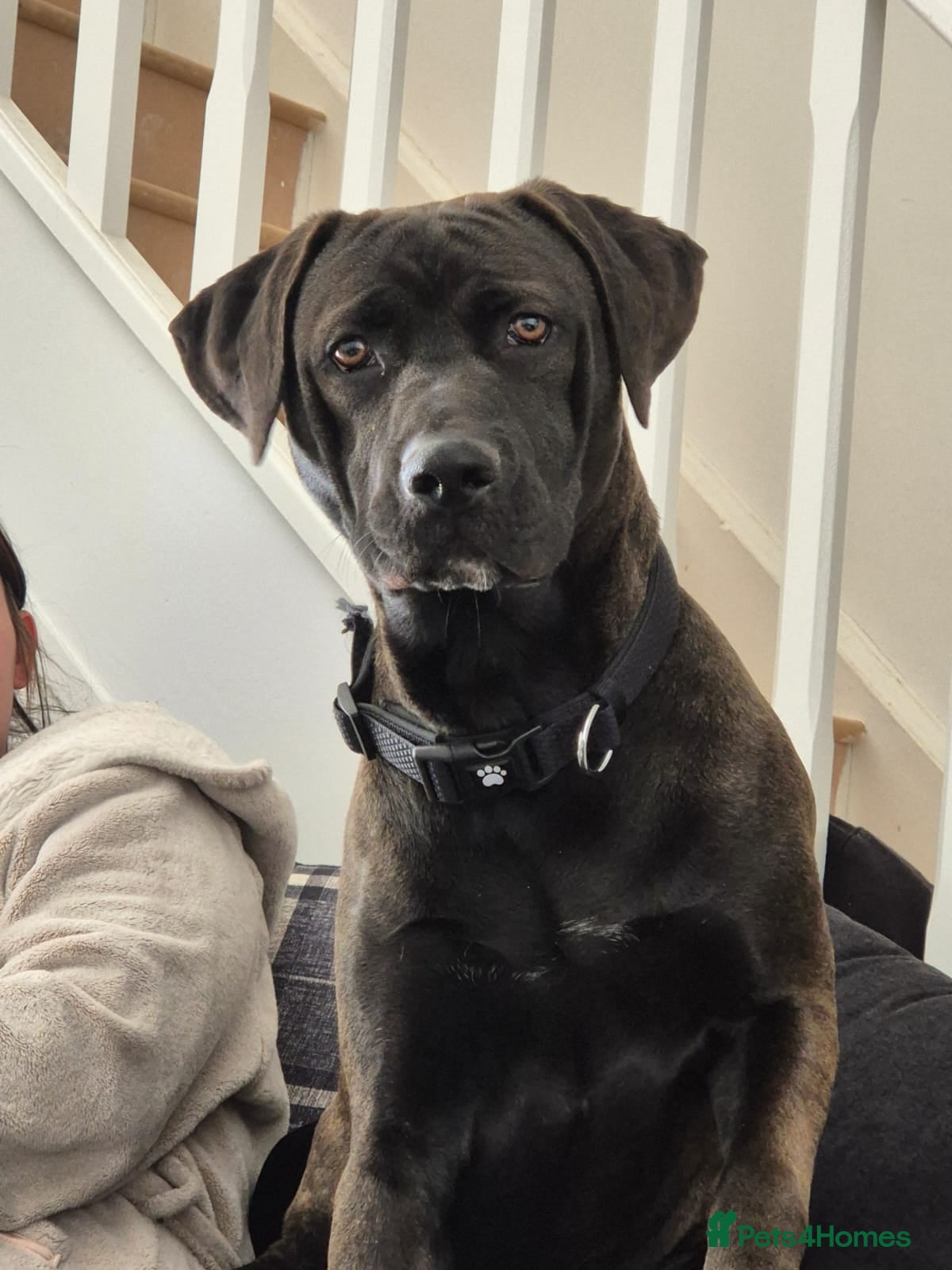 Mixed Breed dogs Family pet for sale. - Advert 3