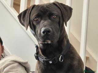 Mixed Breed dogs Family pet for sale. - Advert 3