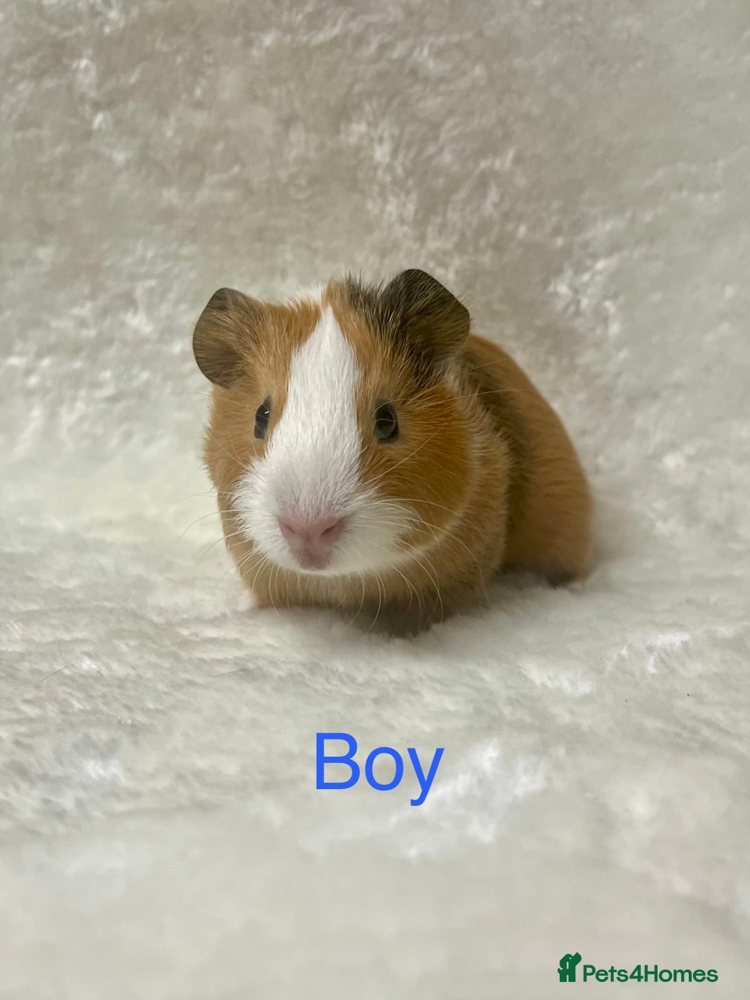 Guinea Pig rodents for sale: Beautiful well handled guinea pig babies - Advert 7