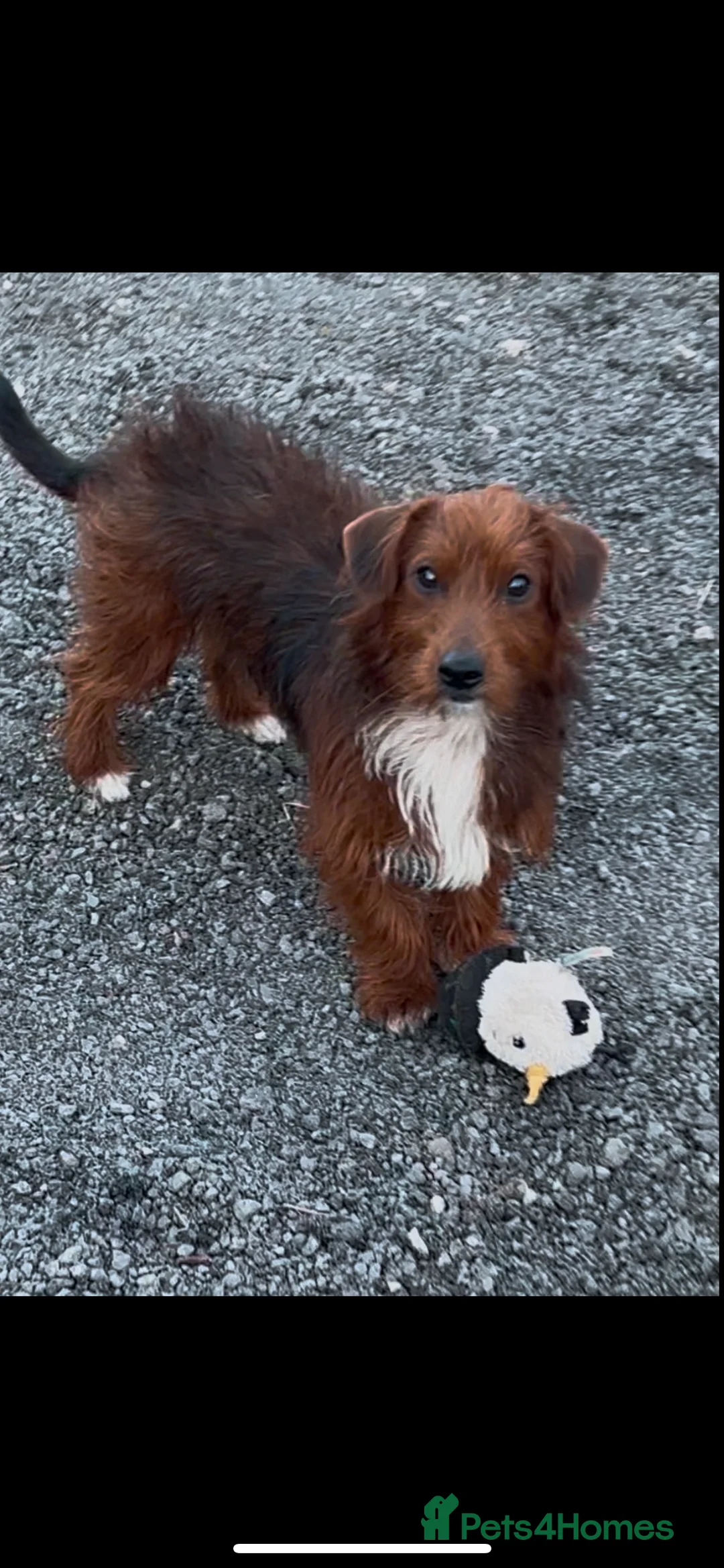 Mixed Breed dogs for sale: Patterdale X Jack Russell  - Advert 7