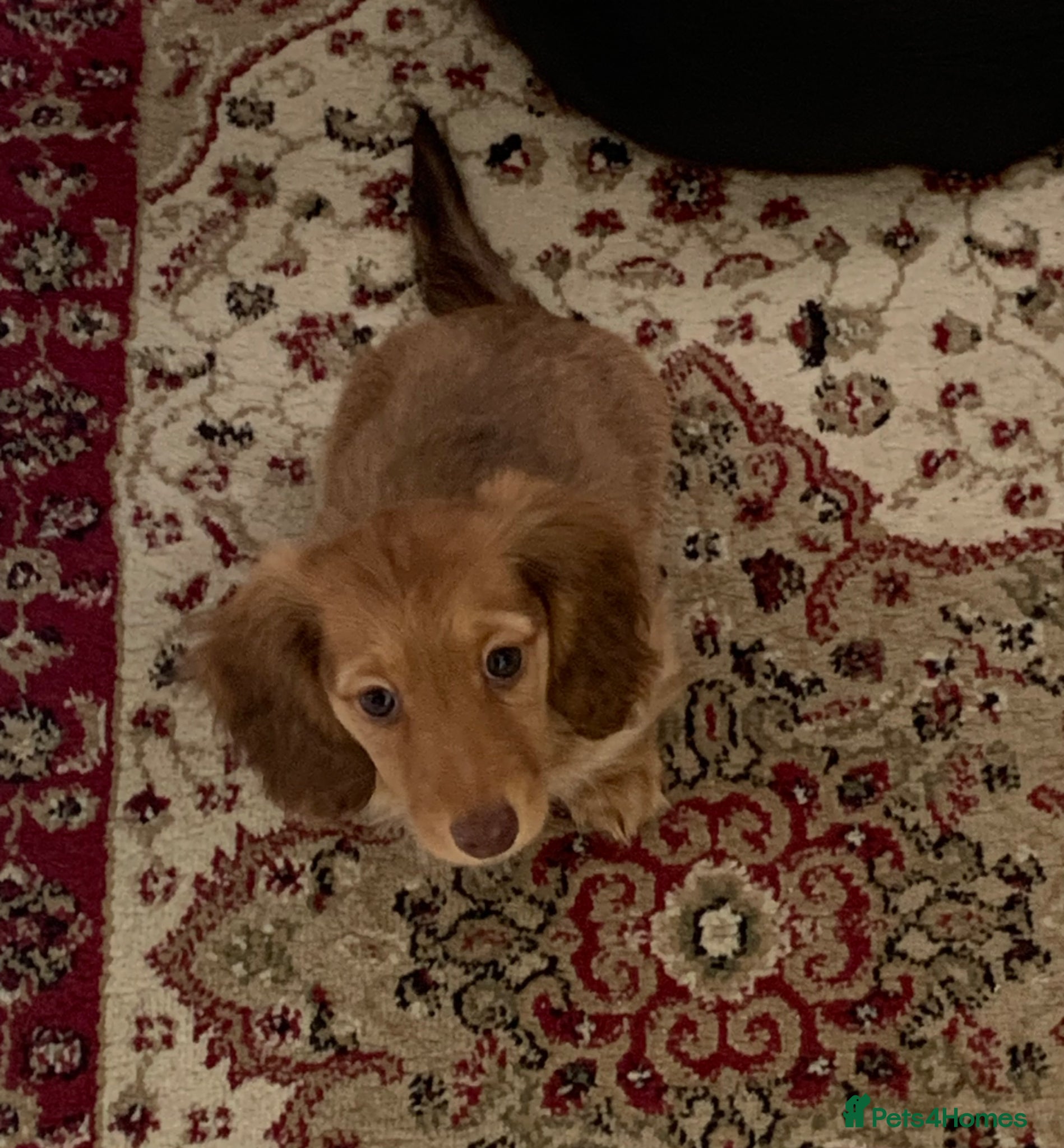 Dachshund dogs for sale: Last 2 Miniature longhaired dachshund Puppies - Advert 9