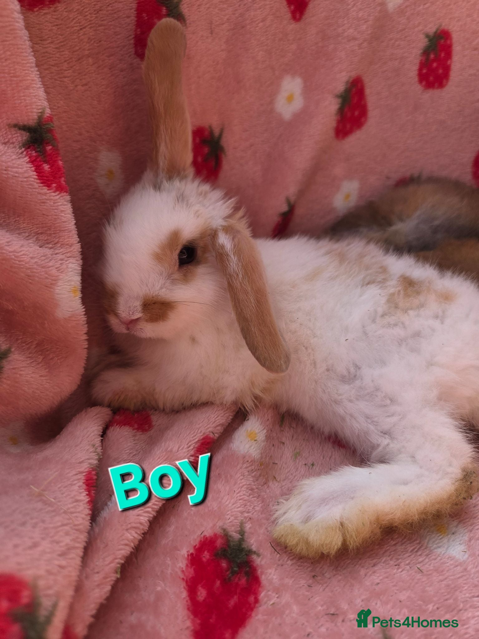 Mini Lop rabbits Mini lop baby rabbits 4 💙 4 🩷 ready 17th July - Advert 2