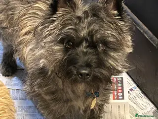 Cairn Terrier dogs For stud - Advert 2