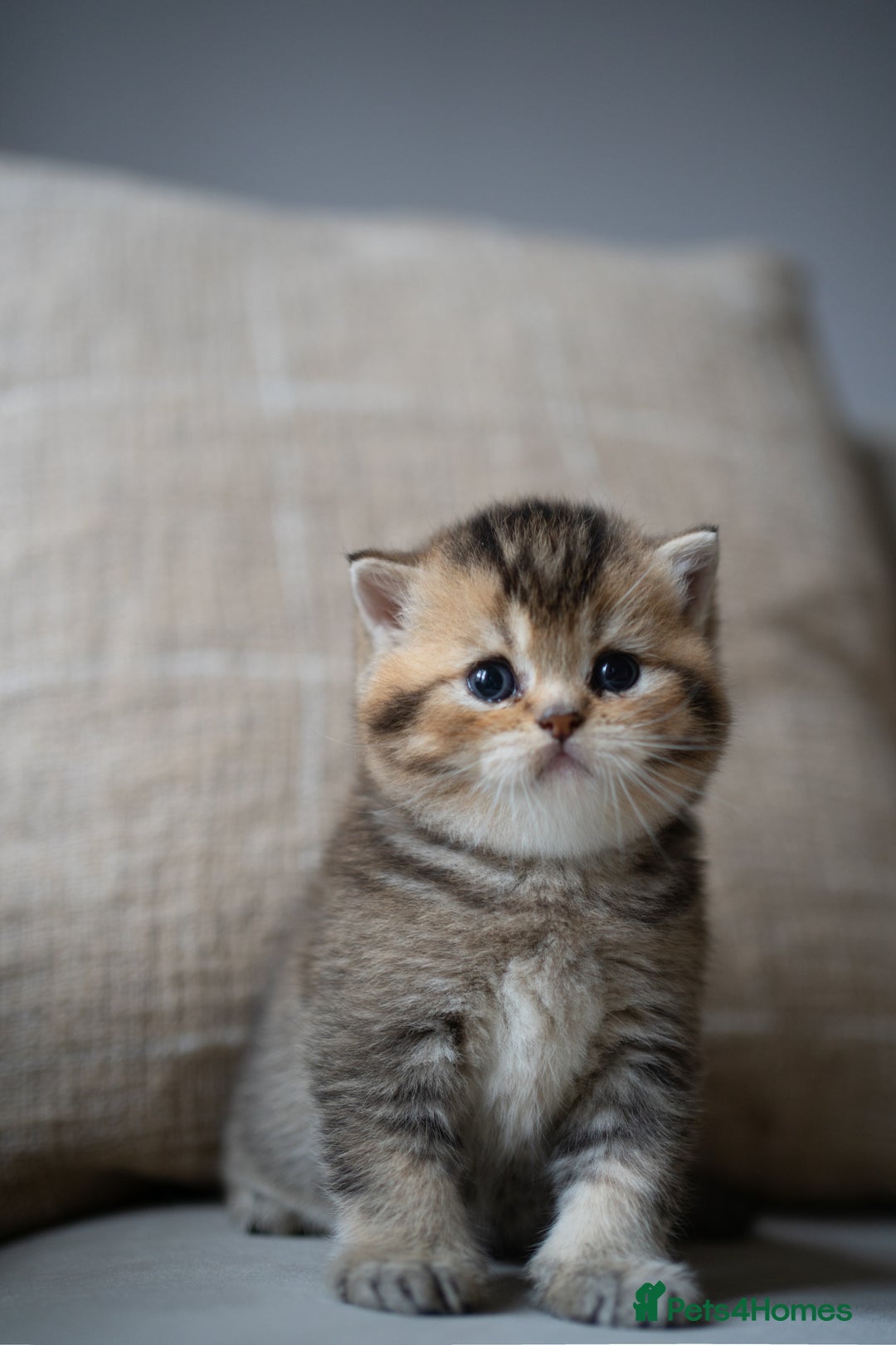 British Shorthair cats for sale: 1 girl available  - Advert 9