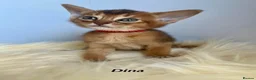 Abyssinian cats for sale: Adorable Abyssinian kittens - Advert 6
