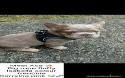 French Bulldog dogs for sale: Fluffy ** frenchies  - Image 1