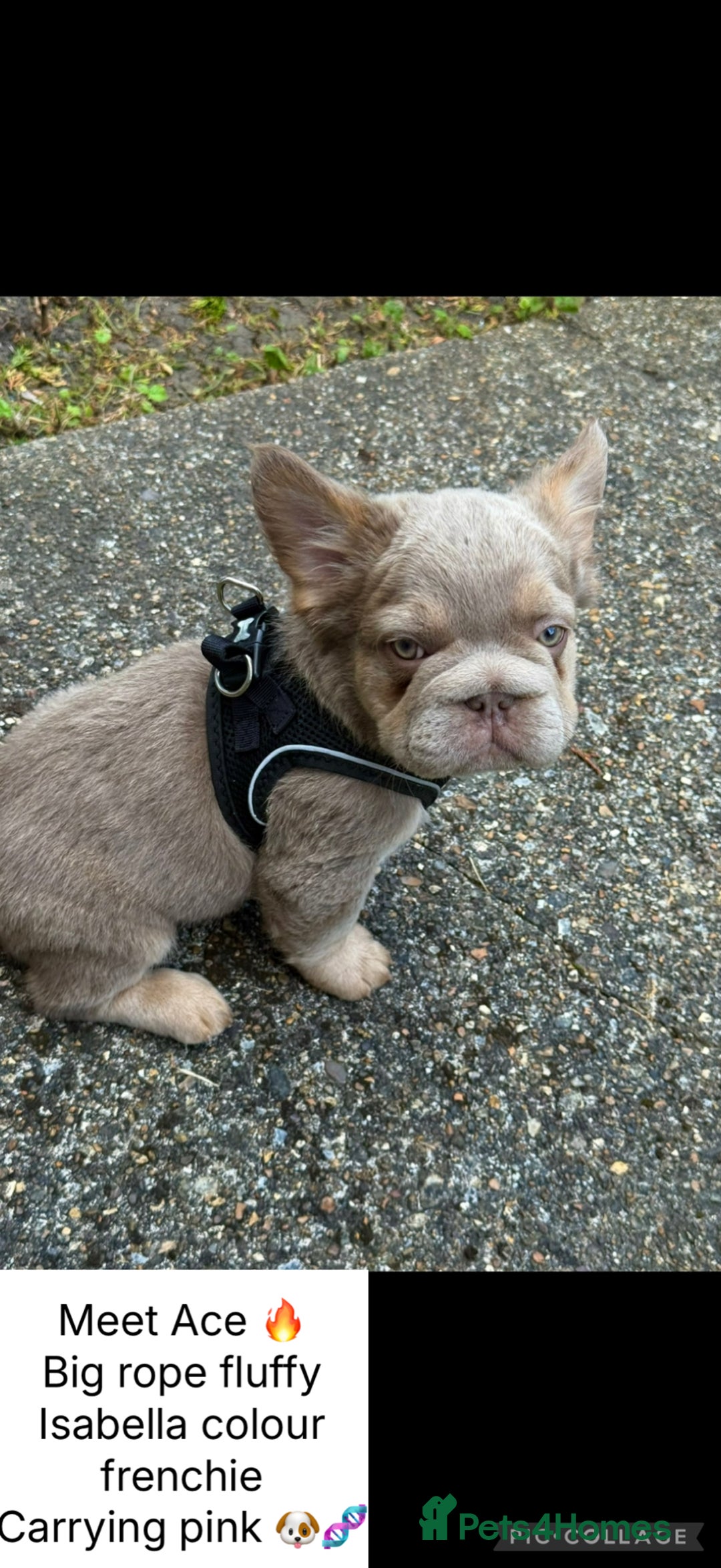French Bulldog dogs for sale: Fluffy ** frenchies  - Image 1