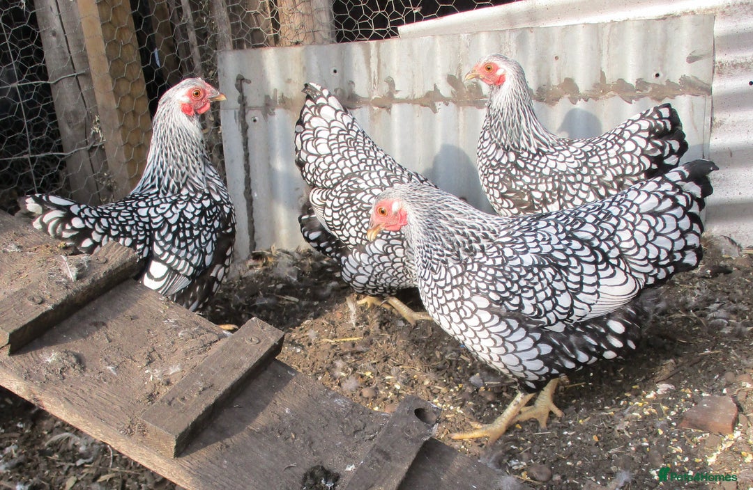Chickens poultry for sale: Silver Laced Wyandotte Bantam pullets. - Image 4