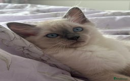 Ragdoll cats for sale: Adorable pure breed Ragdoll kitten  - Image 9