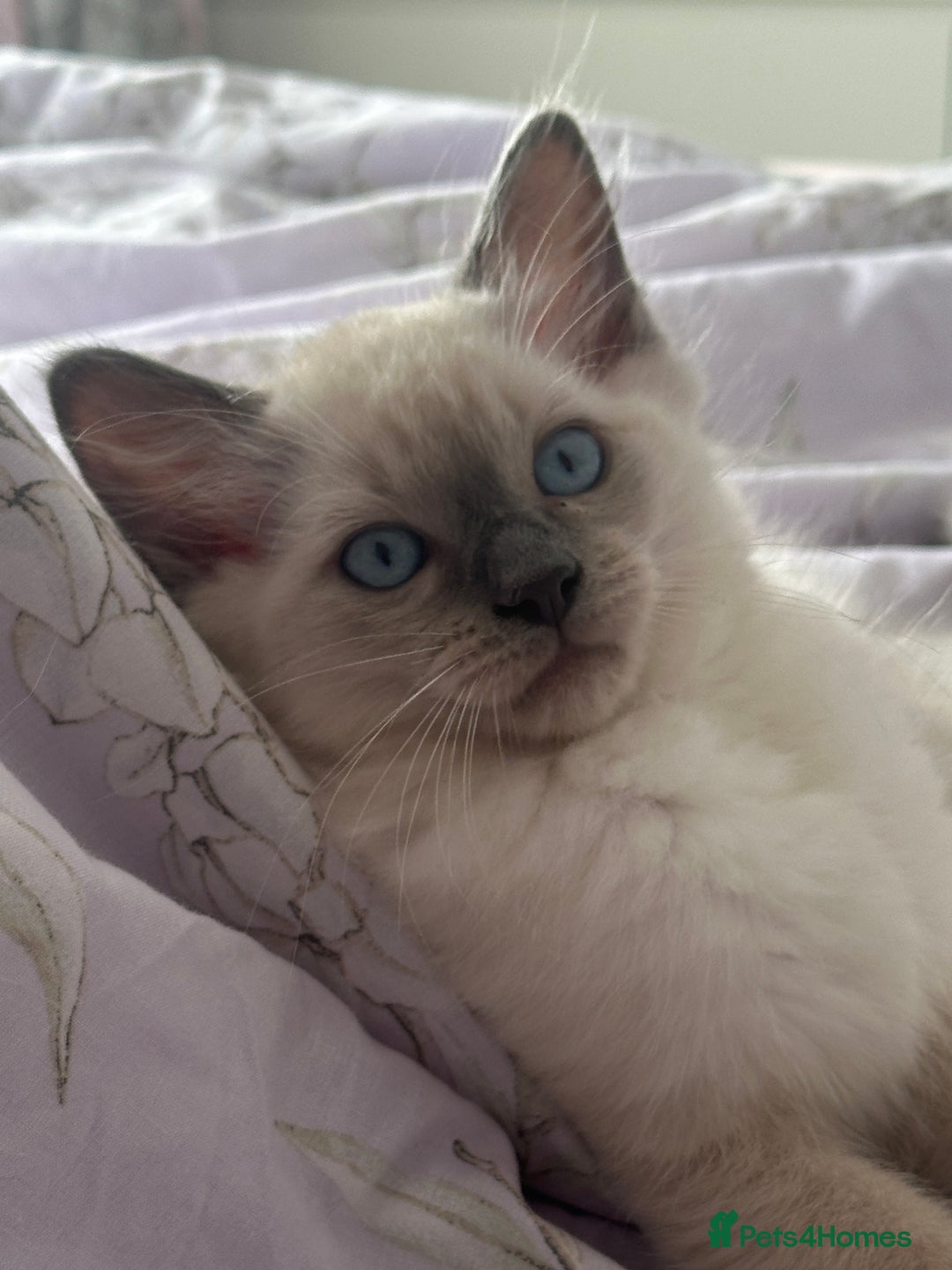Ragdoll cats for sale: Adorable pure breed Ragdoll kitten  - Image 9