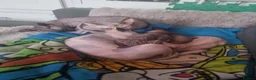 Sphynx cats for sale: Sphynx kitteens in Dewsbury - Advert 9