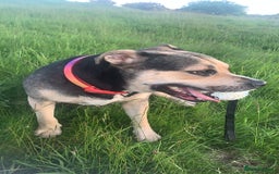 Mixed Breed dogs for sale: Beautiful staff cross with lab - Image 3