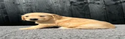 Golden Retriever dogs for sale: Kc extensively health tested boys and girls  - Advert 14