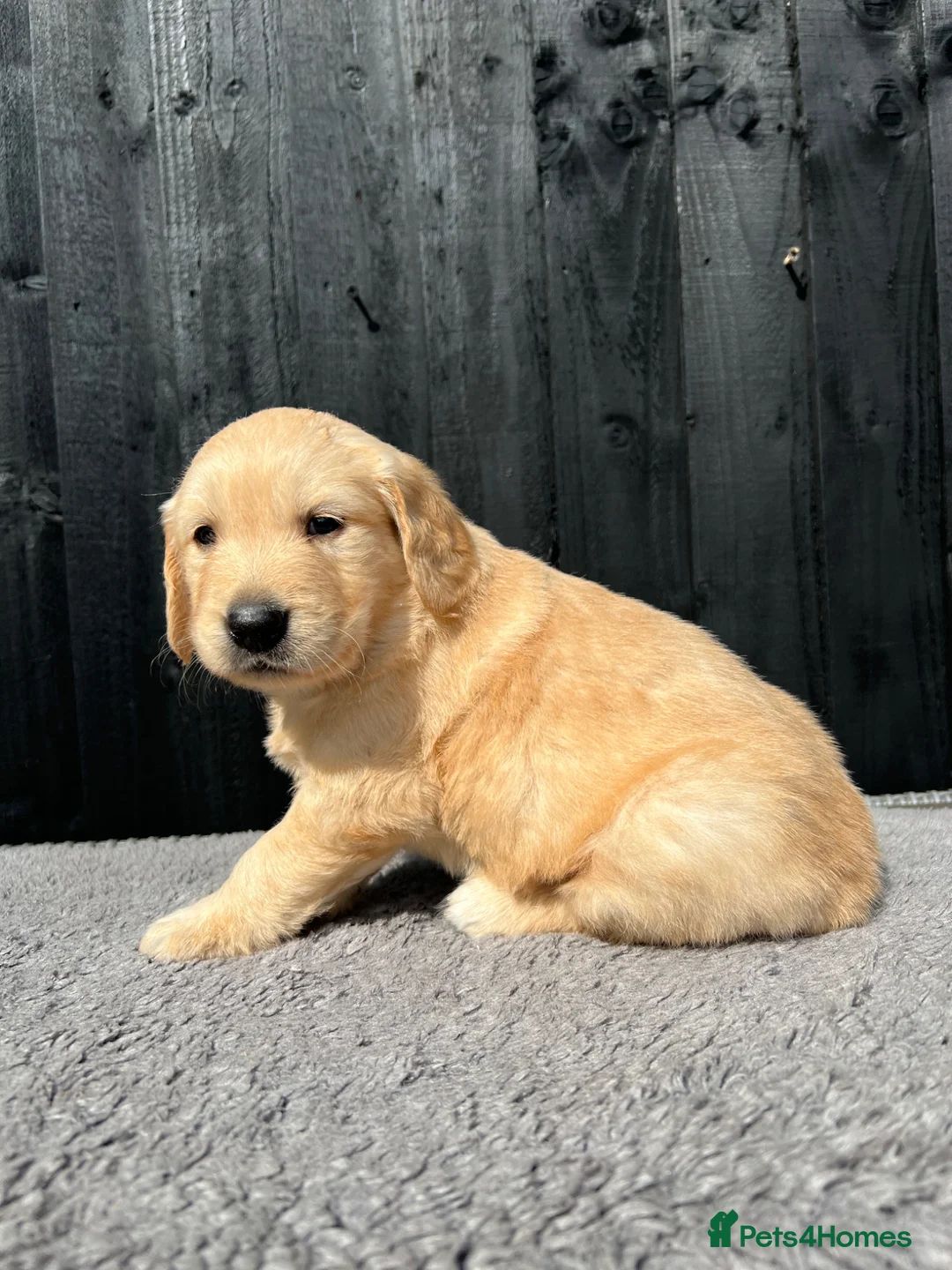 Golden Retriever dogs for sale: Kc extensively health tested boys and girls  - Advert 14