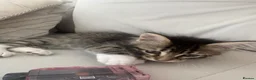 Mixed Breed cats for sale: Tiger tabby cat  - Advert 4