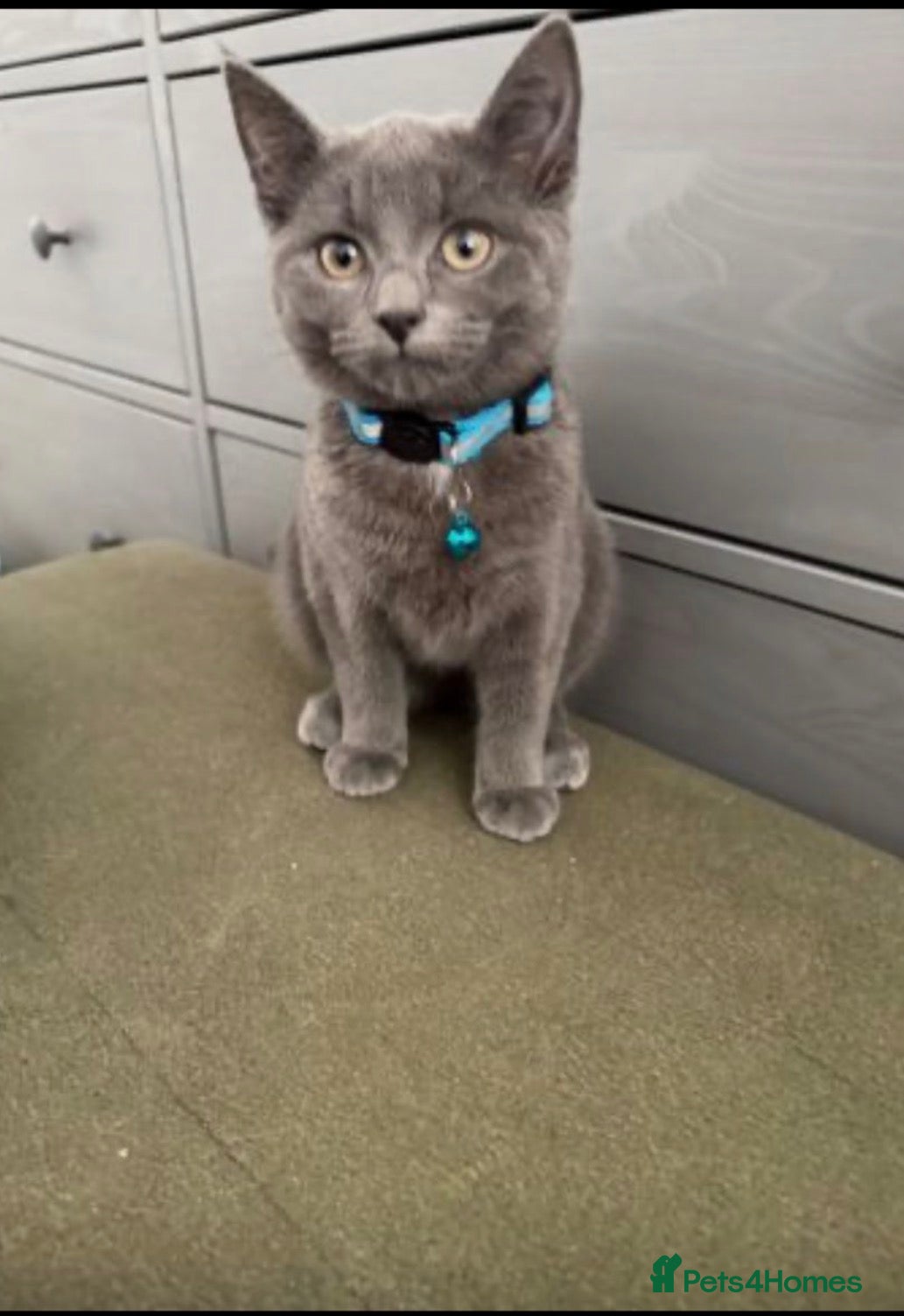 Mixed Breed cats Beautiful Bsh mixed litter now ready  - Advert 15